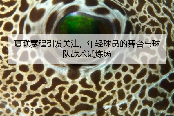 夏联赛程引发关注，年轻球员的舞台与球队战术试炼场